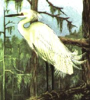 S_EGRET.PCX