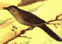 CATBIRD.PCX