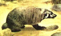 BADGER.PCX