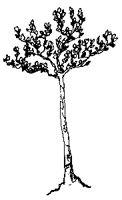 TREES4_2.PCX