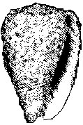 SHELLS_2.PCX