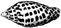 SHELLS_1.PCX