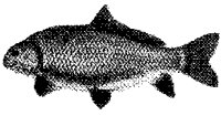FISH1_3.PCX