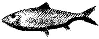 FISH1_2.PCX