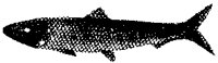 FISH1_1.PCX
