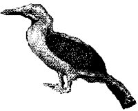 BIRD2_1.PCX