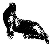 ANML1_6.PCX