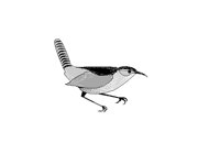 WREN.PCX