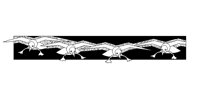 OCTGULLS.PCX