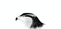 GOSHAWK.PCX