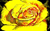 Z_FLOWER.BMP