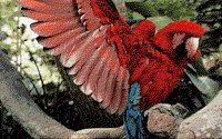 PARROT.BMP