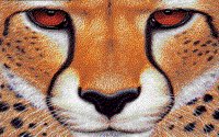 CHEETAH.BMP