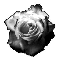 ROSE2.PCX