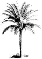 PALMTREE.PCX