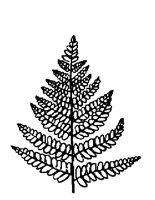 LEAF.TIF