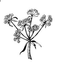 FLOWER1.TIF