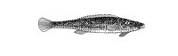 FISH.PCX