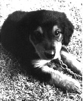 PUP.PCX