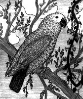 PARROT.PCX