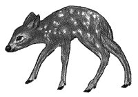 DEER.PCX