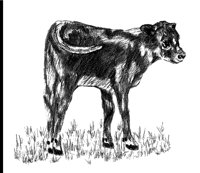 CALF.PCX