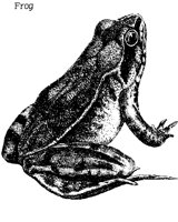 FROG.PCX