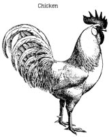 CHICKEN.PCX