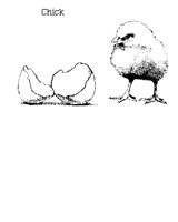 CHICK.PCX