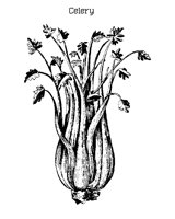 CELERY.PCX