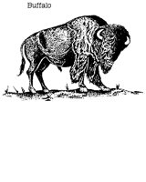 BUFFALO.PCX