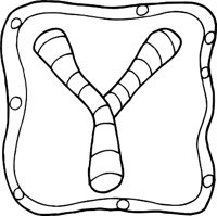 YR.WMF