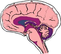 BRAINS.WMF