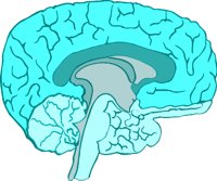 BRAIN2S.WMF