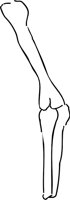 ARMBONI.WMF