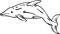 DOLPHIN3.WMF