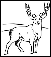 DEER3.WMF