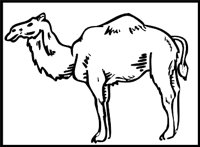 CAMEL3.WMF