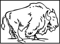 BUFFALO3.WMF