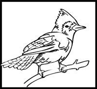 BLUEJAY3.WMF