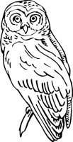OWL3.WMF