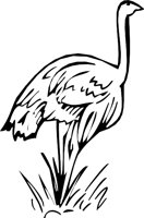 OSTRICH3.WMF