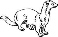 FERRET3.WMF