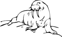 WALRUS3.WMF