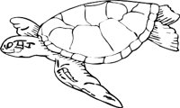 TURTLE3.WMF