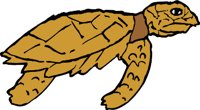 TURTLE2J.WMF