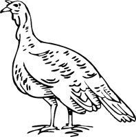 TURKEY3.WMF
