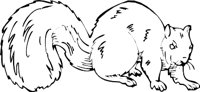SQUIRRE3.WMF