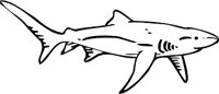 SHARK3.WMF