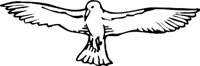 SEAGULL3.WMF
